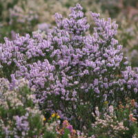MIEL DE CASTAÑO LA PUELA - Image 6