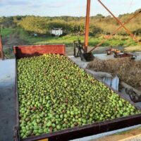MANZANA SIDRA FINCA EL CABILLON - Imagen 4
