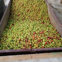 MANZANA SIDRA FINCA EL CABILLON - Imagen 3