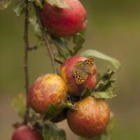 MANZANA SIDRA FINCA EL CABILLON