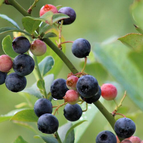 ARANDANOS VALLE DE LAS LUIÑAS