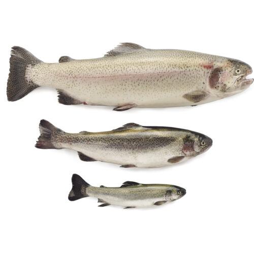 TRUCHA ASALMONADA ENTERA