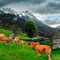 TERNERA ASTURIANA - Imagen 3