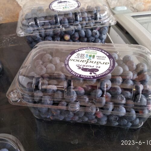 ARÁNDANOS EL PUERTO